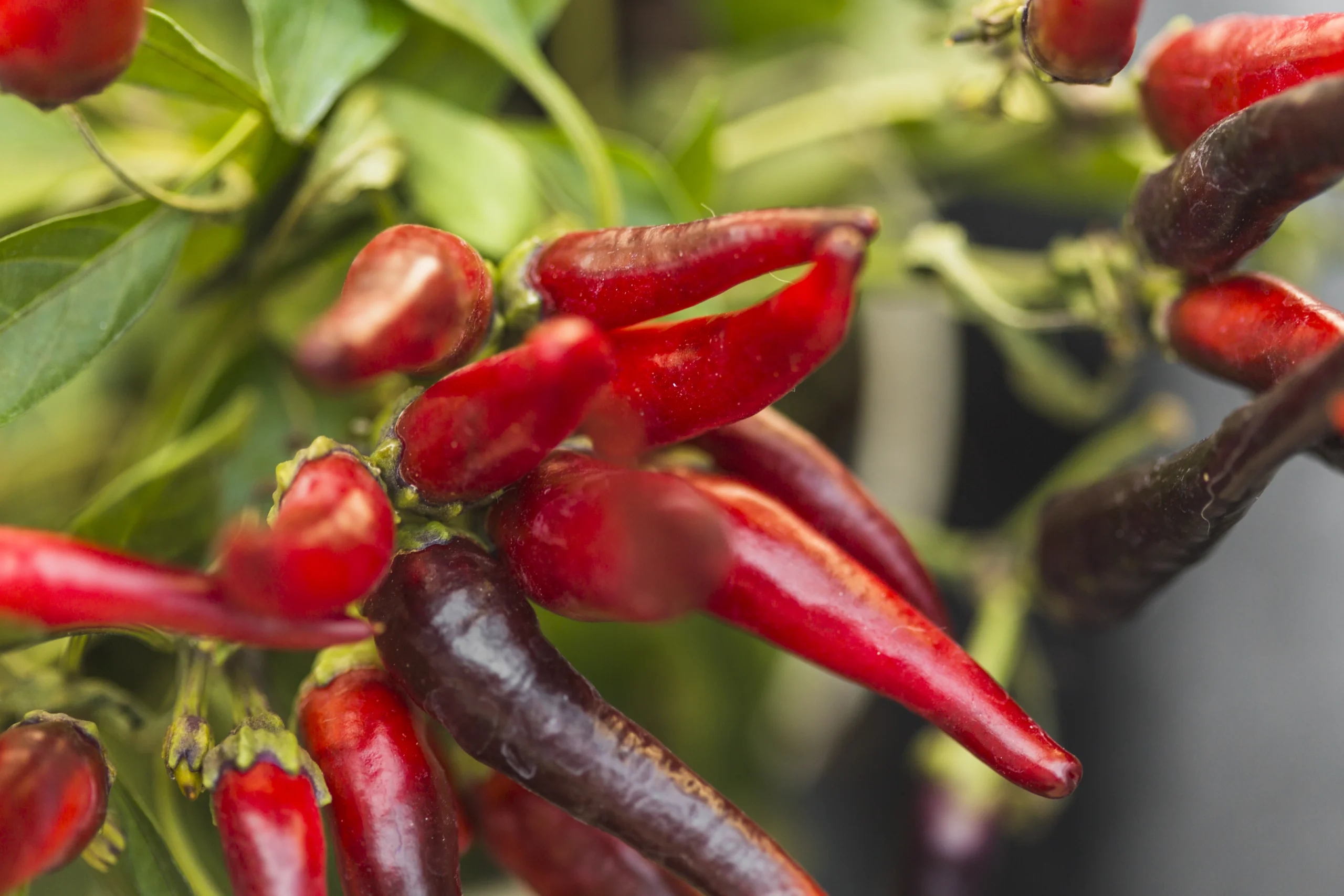 Aji