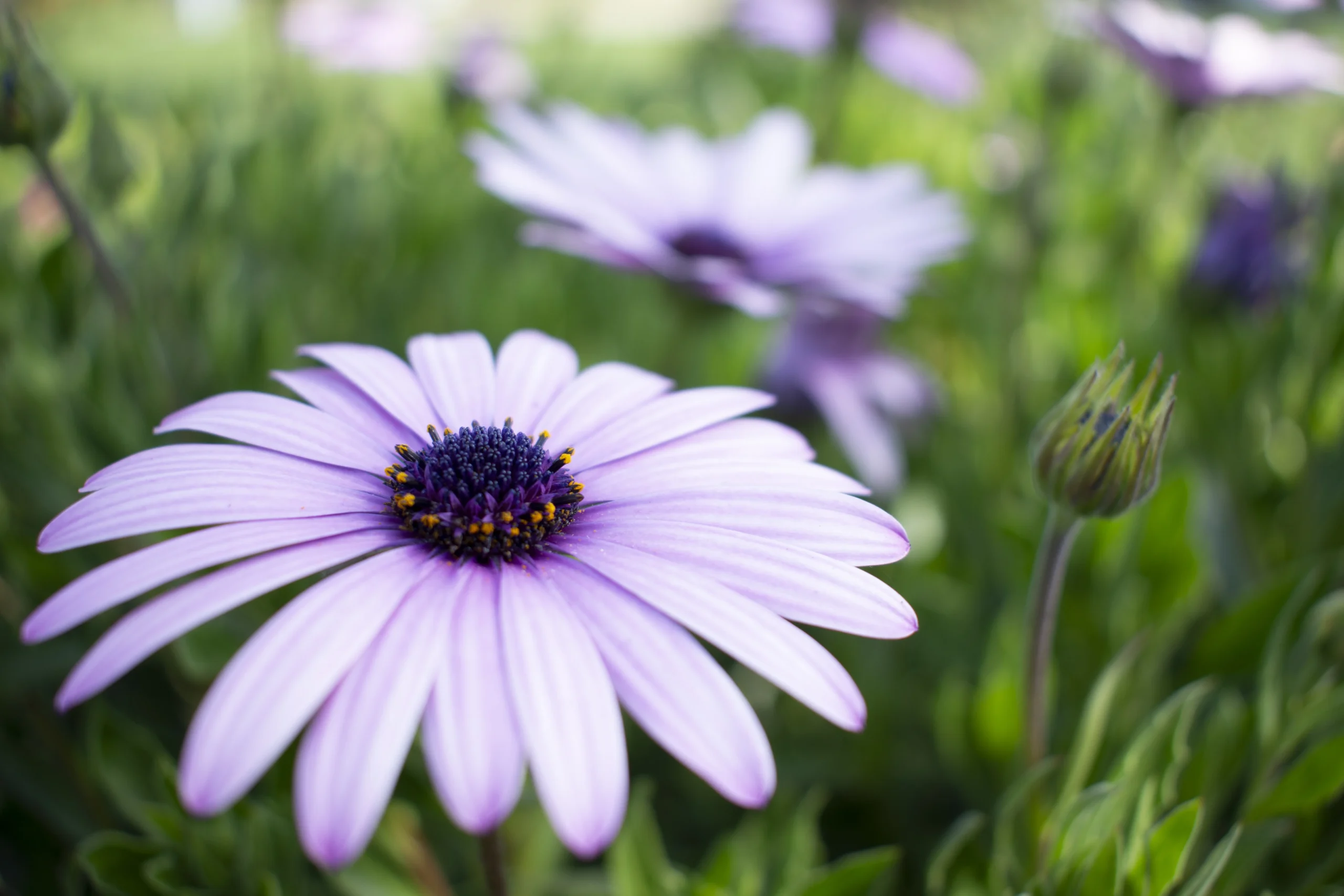 Aster
