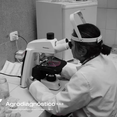 Identificación de hongos macro y microscopicamente