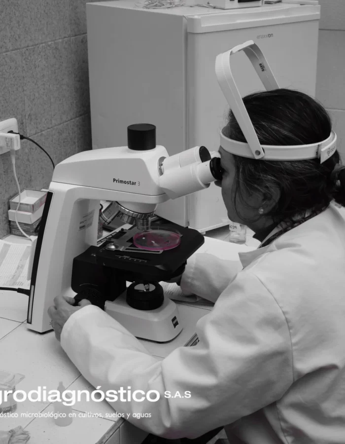 Identificación de hongos macro y microscopicamente