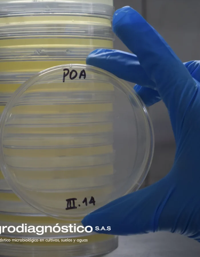 Medio de cultivo: PDA