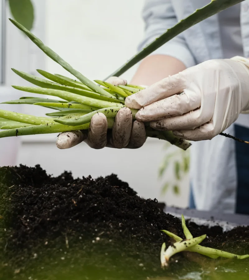 close-up-hands-with-gloves-holding-plant