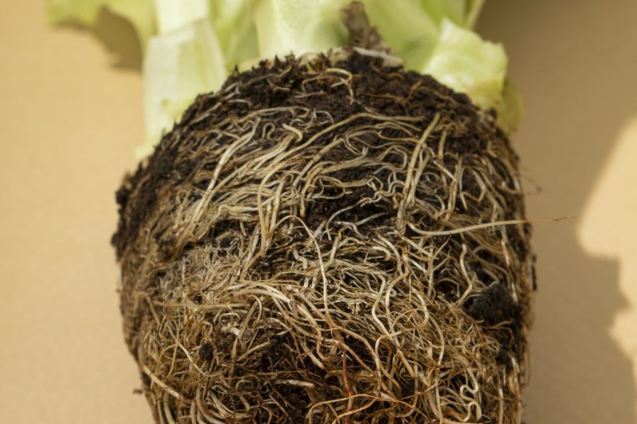 flat-lay-salad-s-root