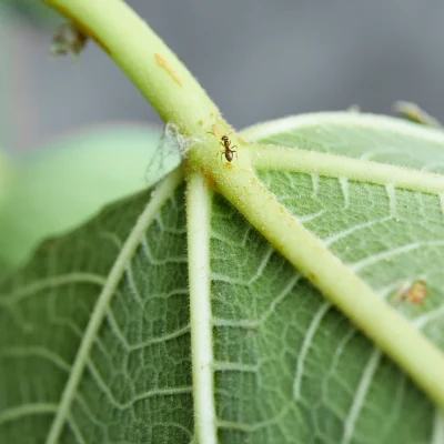 Recuento de hongos entomopatógenos