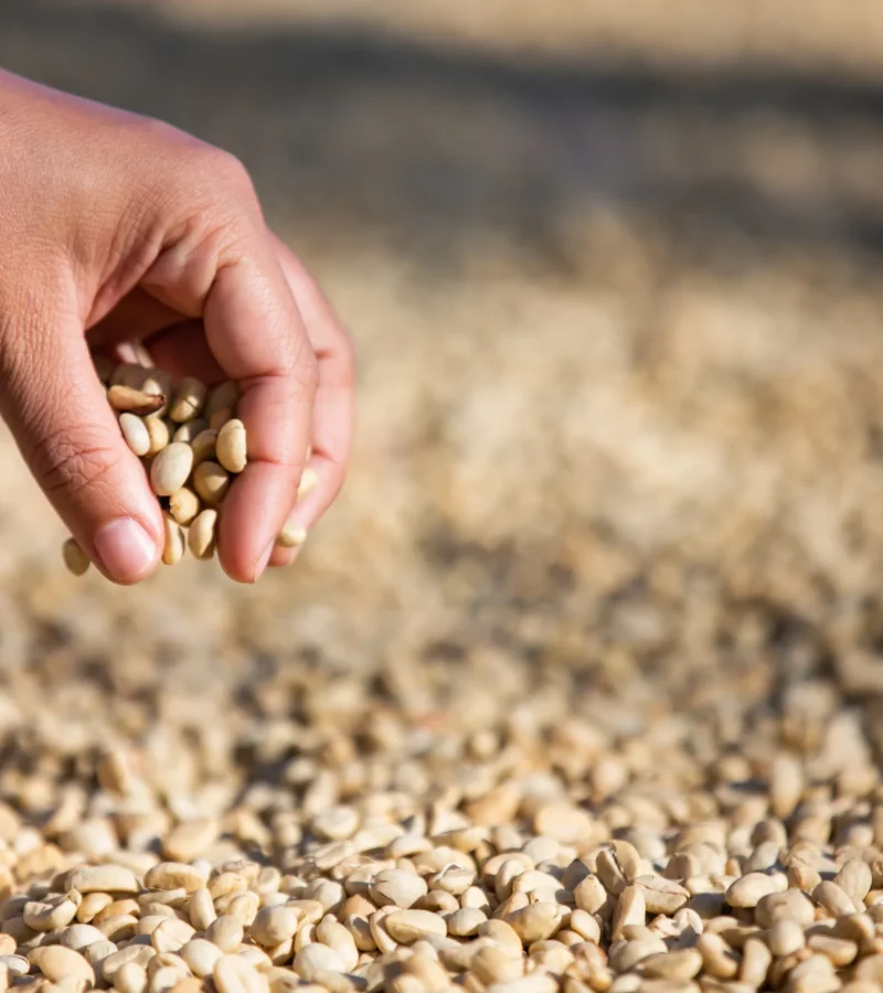 hands-with-coffee-beans-coffee-beans-that-are-dried