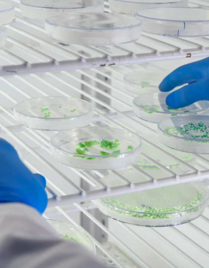 Medio de cultivo: Agar Nutritivo